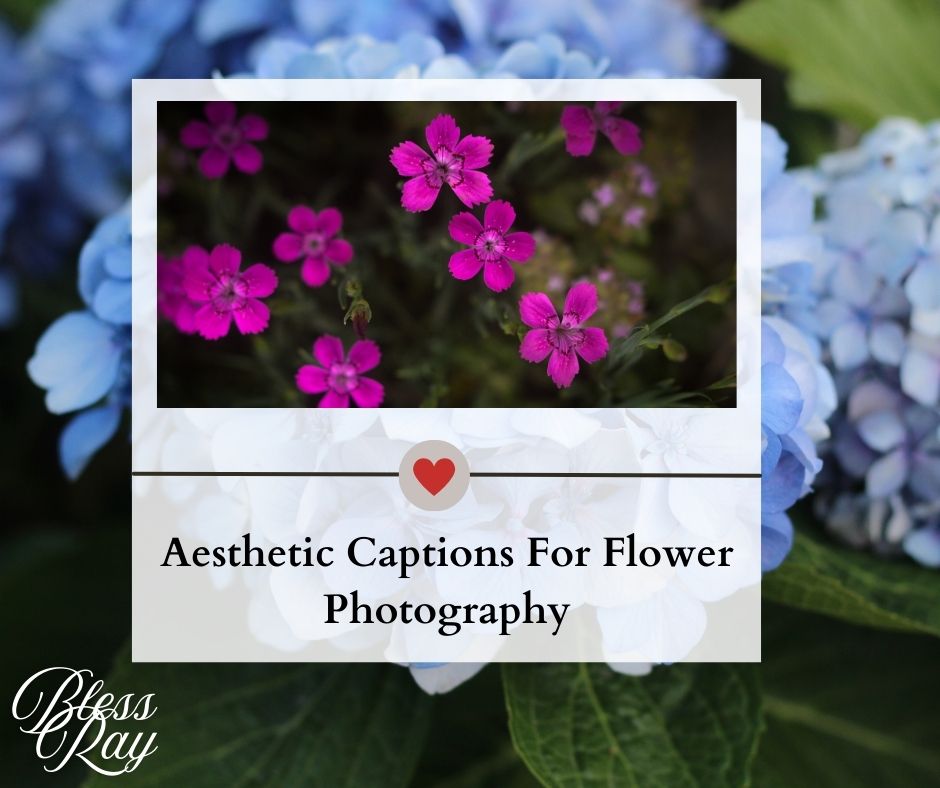 Aesthetic Captions For Flower Photography